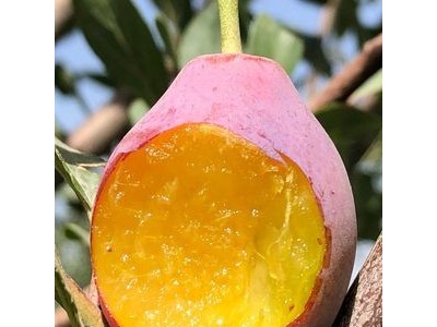 新疆法兰西西梅图3