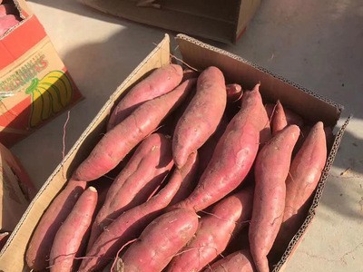 网红食品批发山东烟台斤10斤装蜜薯红薯地瓜 烟薯25图3