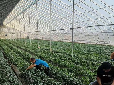 网红食品批发山东烟台斤10斤装蜜薯红薯地瓜 烟薯25图5