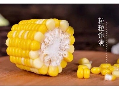 陕西渭南水果玉米黄色甜玉米新鲜生吃现摘苞谷蔬菜黄糯米棒谷图2