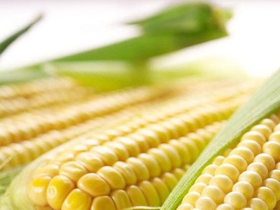 陕西渭南水果玉米黄色甜玉米新鲜生吃现摘苞谷蔬菜黄糯米棒谷图3