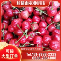 批发出售 新鲜大樱桃 现摘现发量大从优来电咨询订购 当季樱桃