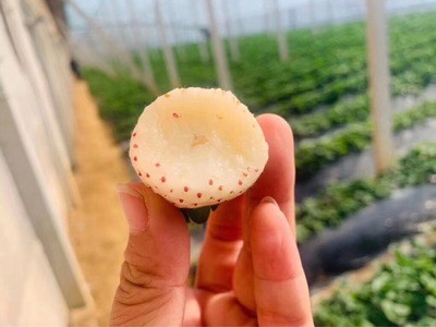 顺丰空运淡雪白草莓新鲜当季水果白雪公主草莓一件代发 二盒一箱图2