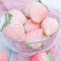 顺丰空运淡雪白草莓新鲜当季水果白雪公主草莓一件代发 二盒一箱