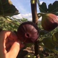 无花果顺丰包邮3斤装