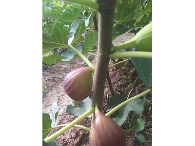 无花果顺丰包邮3斤装图4