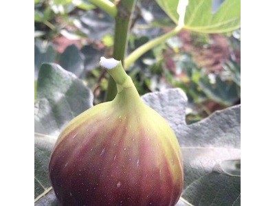 无花果顺丰包邮3斤装图5