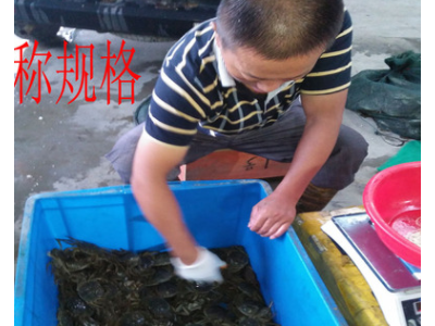 兴化水产养殖基地自产自销六月黄鲜活大闸蟹新鲜螃蟹2.4-2.1两母图3