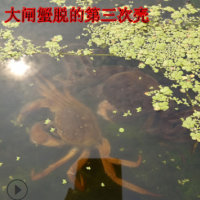 兴化水产养殖基地自产自销六月黄鲜活大闸蟹新鲜螃蟹2.4-2.1两母