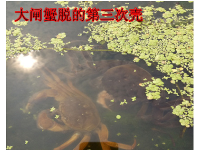 兴化水产螃蟹基地大闸蟹鲜活4.5两公3.5两母10只礼盒装一件代发图3