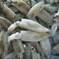 批发供应 北部湾小鱿鱼 小鱿鱼 笔管鱼 海鲜冻品批发 6/9