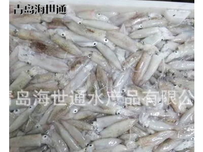 批发供应 北部湾小鱿鱼 小鱿鱼 笔管鱼 海鲜冻品批发 6/9图3