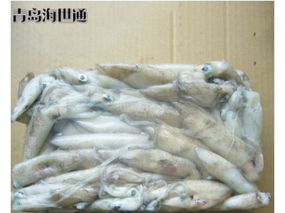 批发供应 北部湾小鱿鱼 小鱿鱼 笔管鱼 海鲜冻品批发 6/9图5