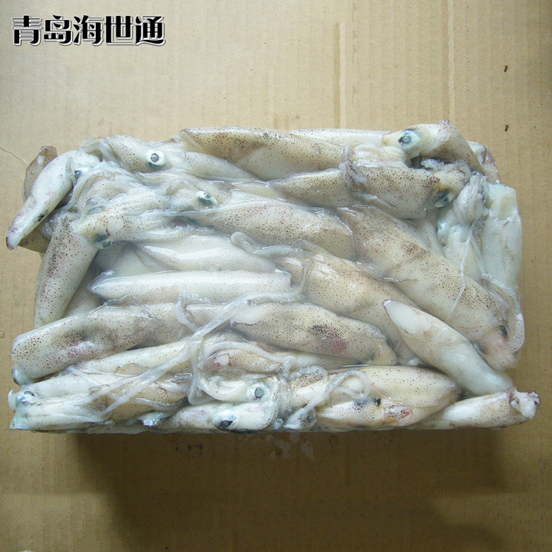笔管鱼4.jpg