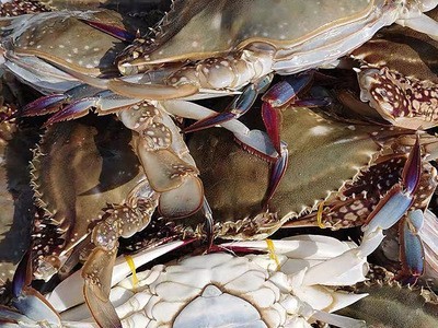 梭子蟹 野生现捕鲜活海鲜大号螃蟹母蟹海鲜水产白蟹肥美3斤包邮图3