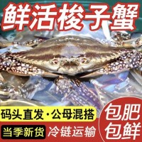 梭子蟹 野生现捕鲜活海鲜大号螃蟹母蟹海鲜水产白蟹肥美3斤包邮