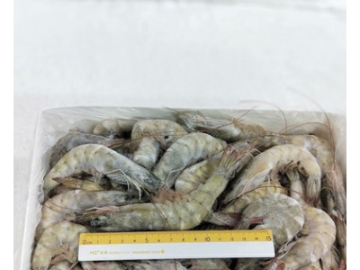 鲜虾海捕大虾冷冻海虾批发中秋礼包基围虾对虾青虾白虾海鲜水产品图3