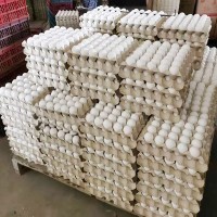 白壳农家鸡蛋