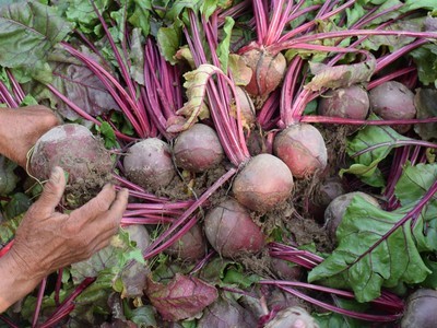 新鲜甜菜根甜菜红甜菜紫菜头甜菜头产地农产品蔬菜批发甜菜头2020图4