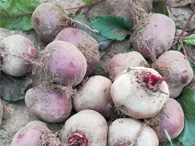 新鲜甜菜根甜菜红甜菜紫菜头甜菜头产地农产品蔬菜批发甜菜头2020图2