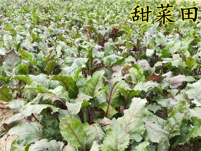 新鲜甜菜根甜菜红甜菜紫菜头甜菜头产地农产品蔬菜批发甜菜头2020图3