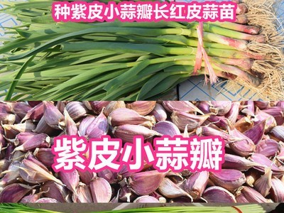 2021紫皮小蒜瓣现剥现发批发紫皮大蒜苔蒜寒蒜蒜苗蒜种子非云南蒜图5