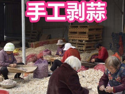 2021紫皮小蒜瓣现剥现发批发紫皮大蒜苔蒜寒蒜蒜苗蒜种子非云南蒜图4