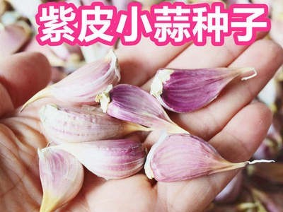 2021紫皮小蒜瓣现剥现发批发紫皮大蒜苔蒜寒蒜蒜苗蒜种子非云南蒜图3