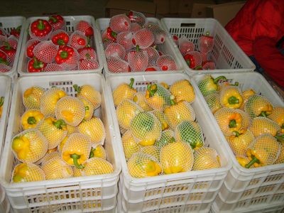 产地常年大量供应出口级红色黄色绿色新鲜五彩椒图3