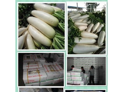 寿光加工厂常年出口保鲜胡萝卜/ 白萝卜/西兰花/扁包菜/白花菜 等图3