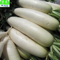 寿光加工厂常年出口保鲜胡萝卜/ 白萝卜/西兰花/扁包菜/白花菜 等