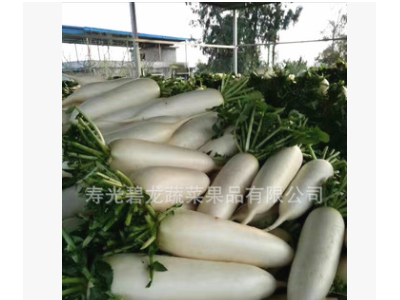 寿光加工厂常年出口保鲜胡萝卜/ 白萝卜/西兰花/扁包菜/白花菜 等图5