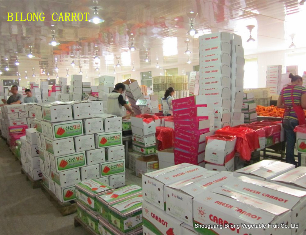 Bilong carrot-4
