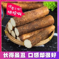 蠡县现挖火烧头麻山药 产地批发新鲜麻山药小白嘴铁棍山药