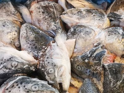 海鲜 冰冻 英国三文鱼头 40斤/一件 烧烤酒店食材图4