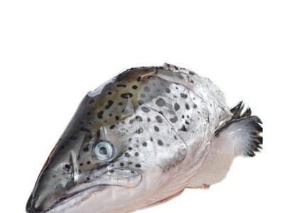 海鲜 冰冻 英国三文鱼头 40斤/一件 烧烤酒店食材图5