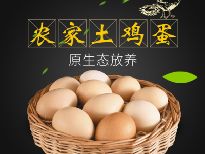新鲜鸡蛋供应商图4