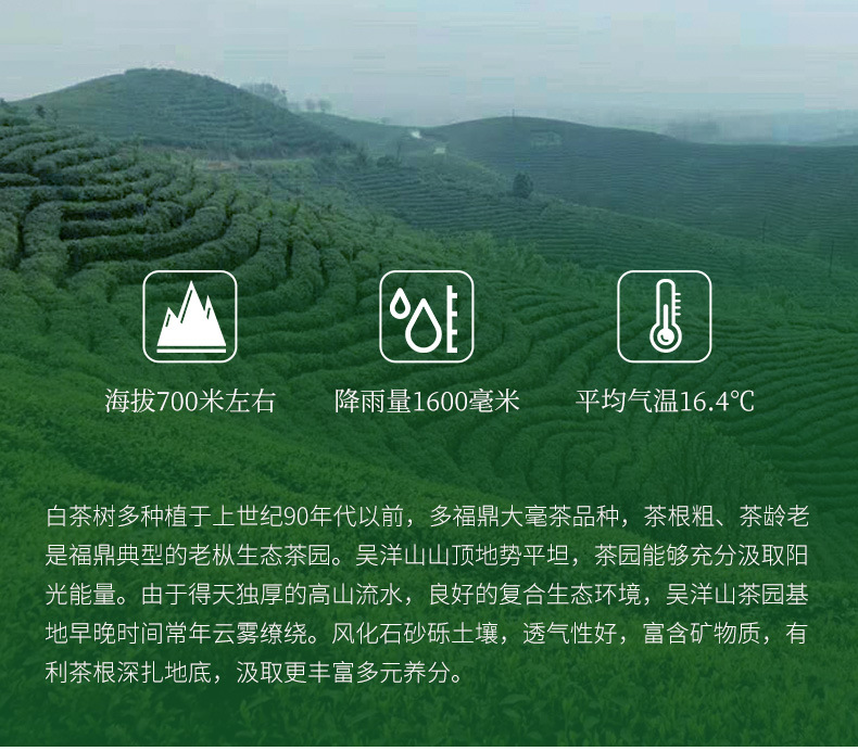 2013_高山贡眉_04.jpg