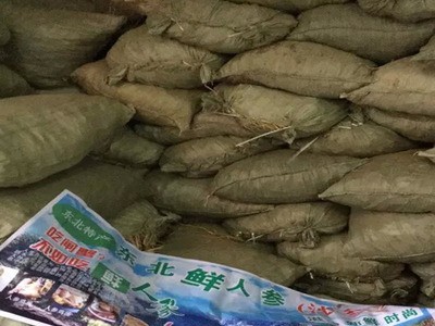 东北鲜人参沙参 跑江湖地摊新鲜人参批发 萝卜参图4