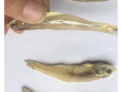 深海天然小鱼干丁香小鱼干生晒小鱼干跑江湖地摊展会小鱼干银鱼干图3