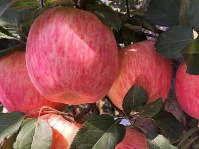 【产地货源】山西红富士苹果 现摘现发 冰糖心10斤 水果一件代发图3