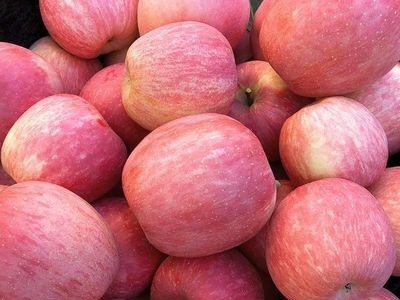 【产地货源】山西红富士苹果 现摘现发 冰糖心10斤 水果一件代发图2