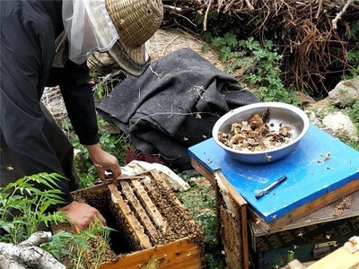 沂蒙山蜂蜜百花蜜土蜂蜜沂蒙山桃园自产现取现发一件代发图4