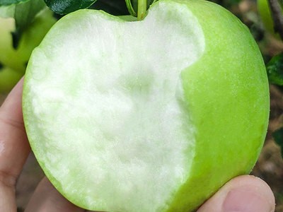 新鲜嘎啦现摘青苹果批发脆甜应季水果孕妇苹果10斤果子新鲜水果图4