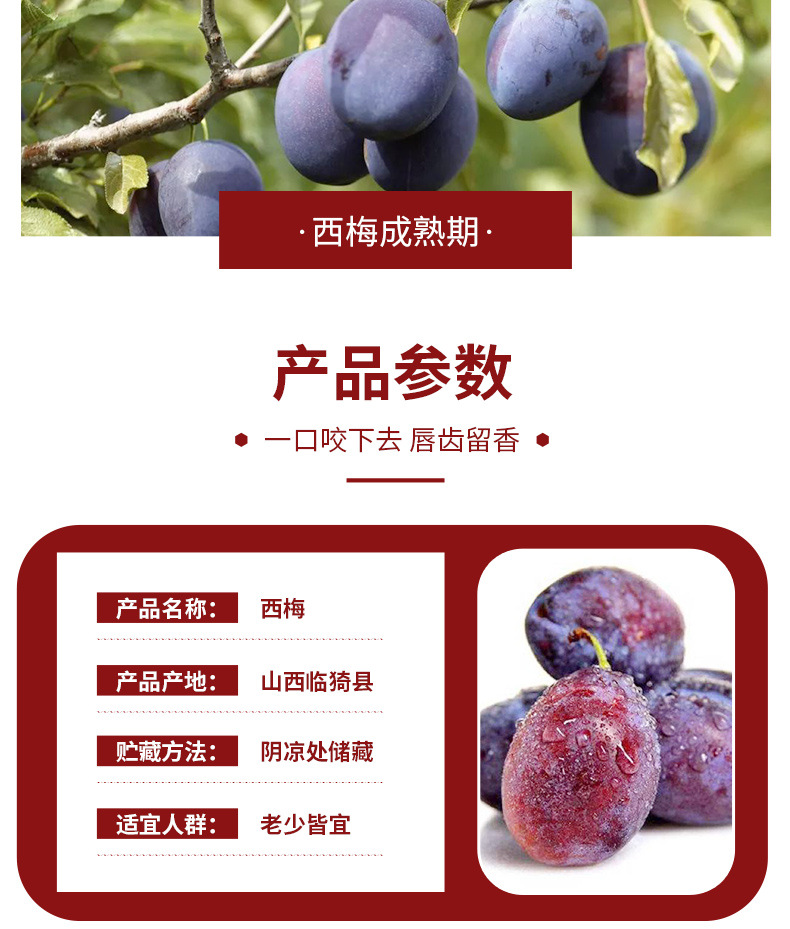 西梅_04.jpg
