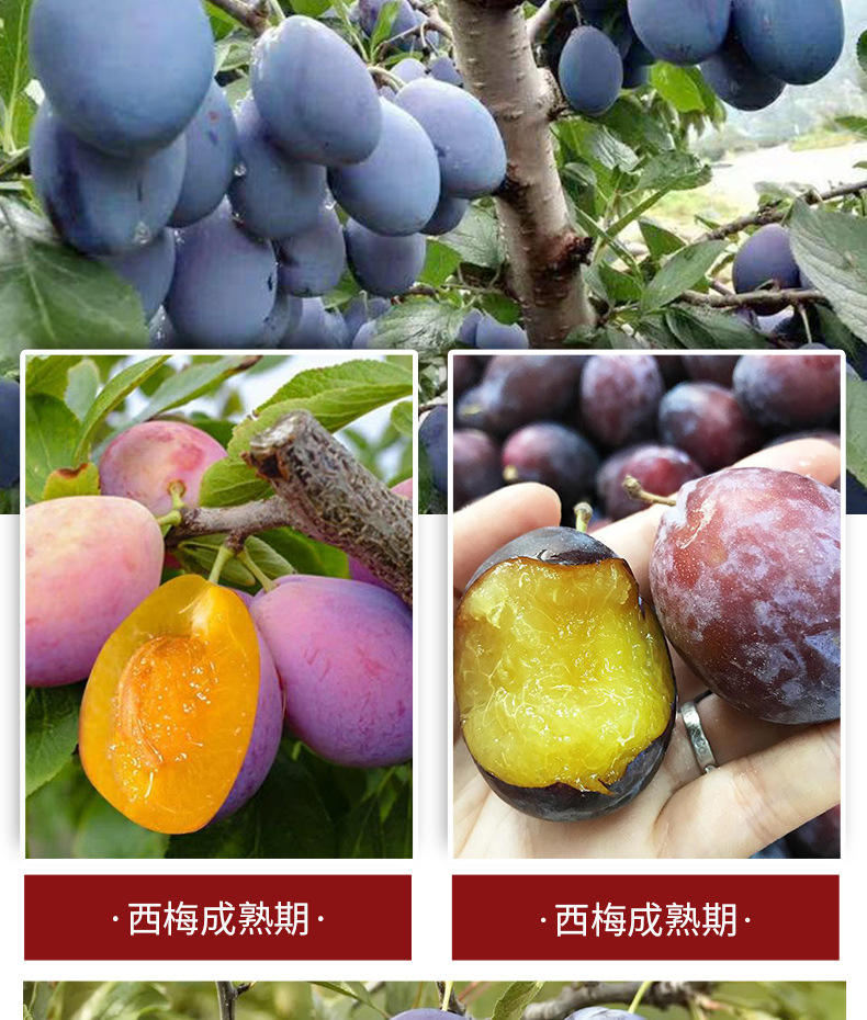 西梅_03.jpg