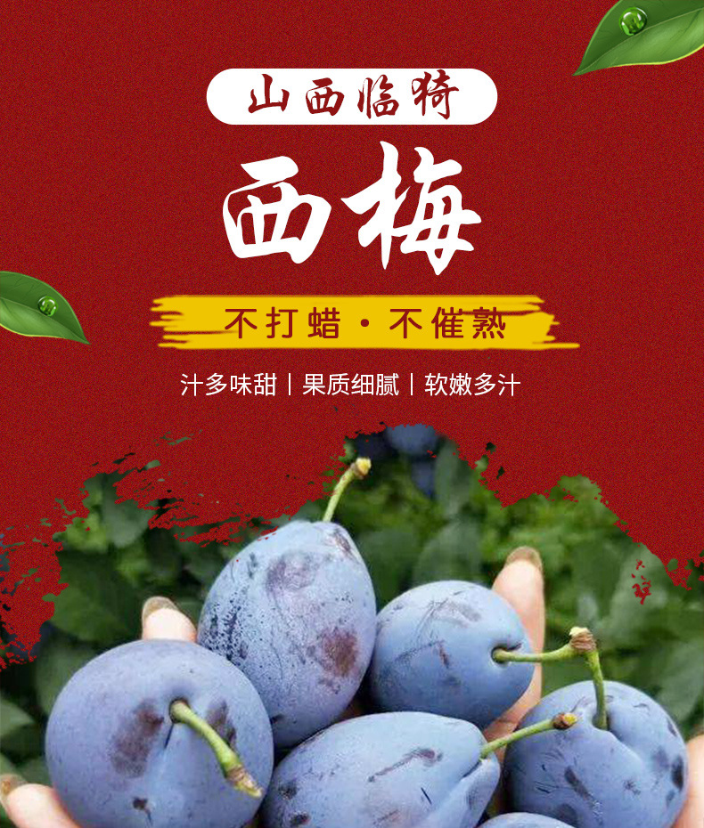 西梅_01.jpg
