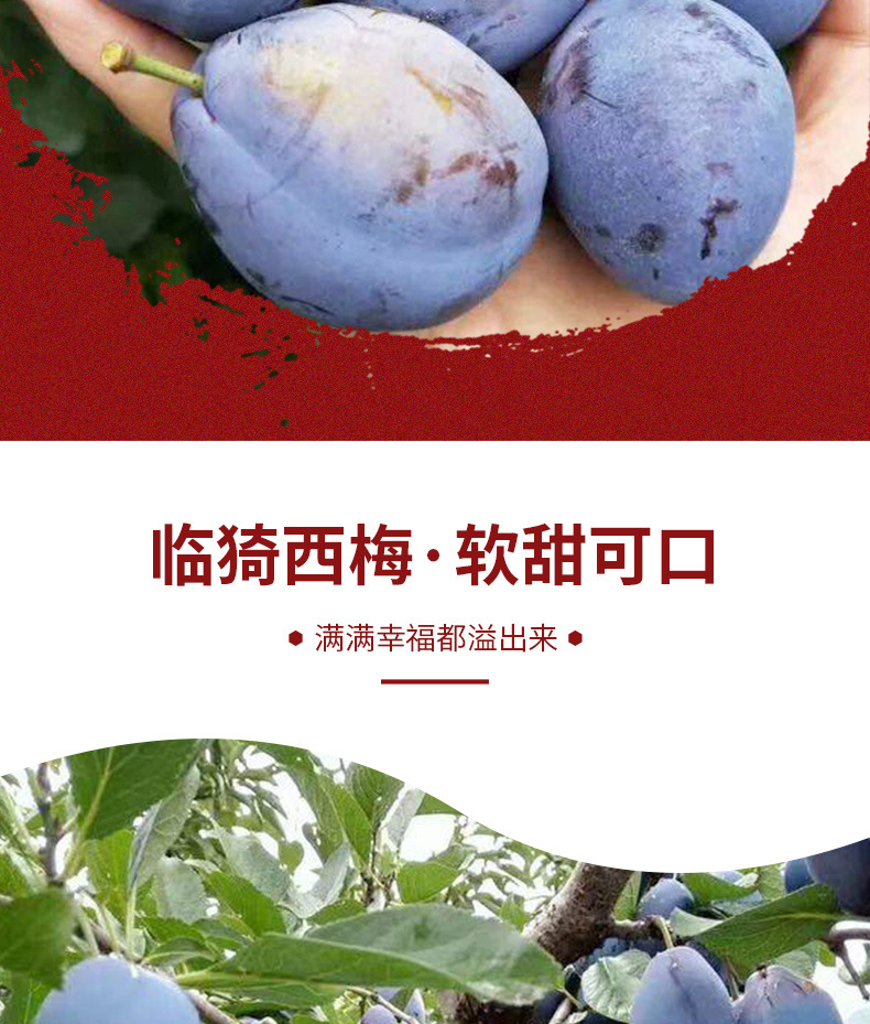 西梅_02.jpg