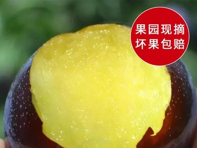 现货批发水果黑布林李子新鲜水果现摘李子黄肉脆李整箱大果批发图3