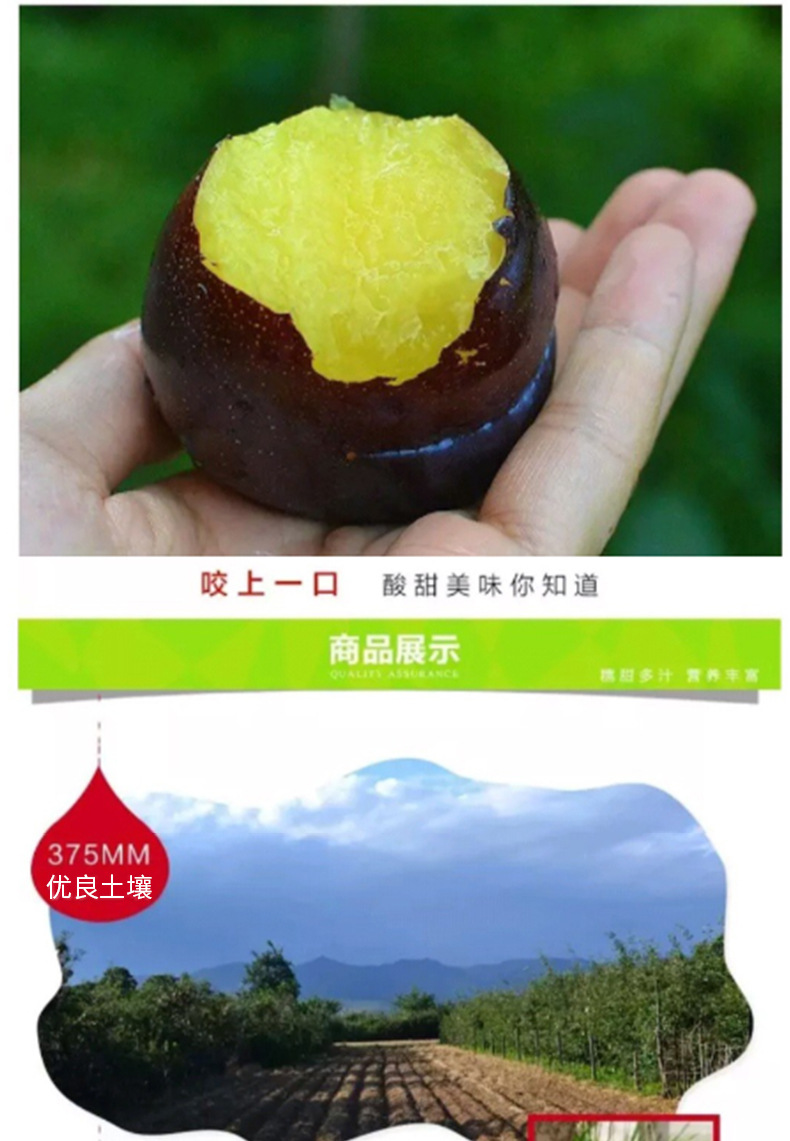 李子_01.jpg